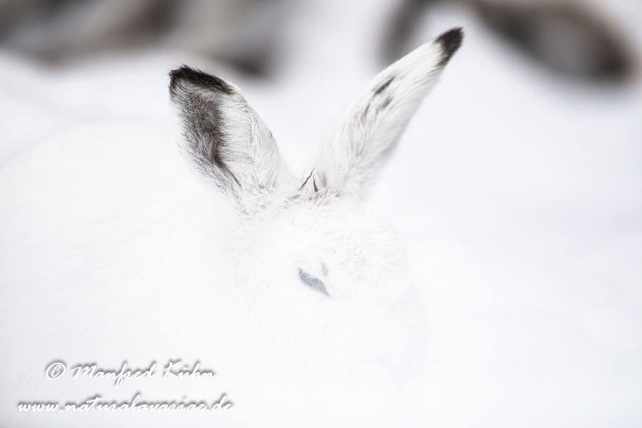 Schneehase ()_0026