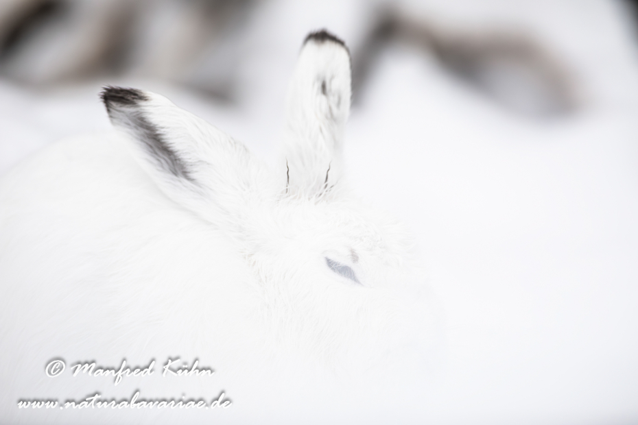 Schneehase ()_0027