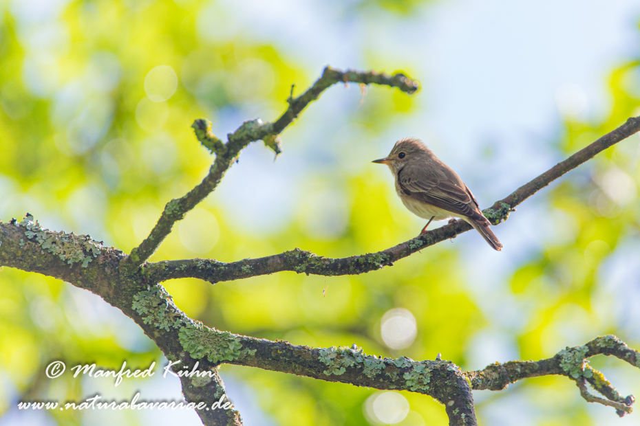Fliegenschnäpper (Grauer)_0001