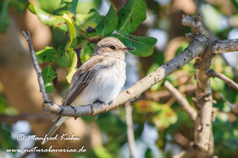 Fliegenschnäpper (Grauer)_0012