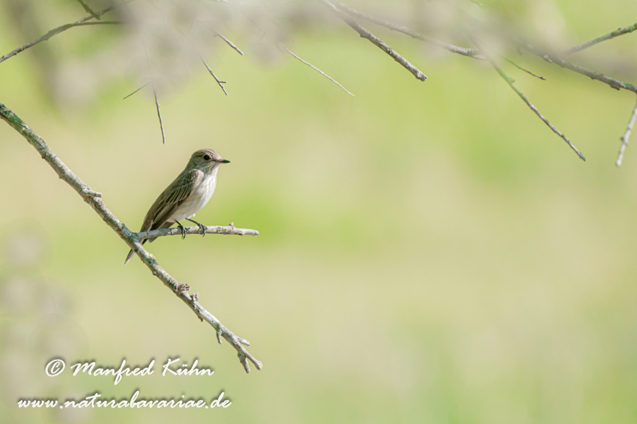 Fliegenschnäpper (Grauer)_0035
