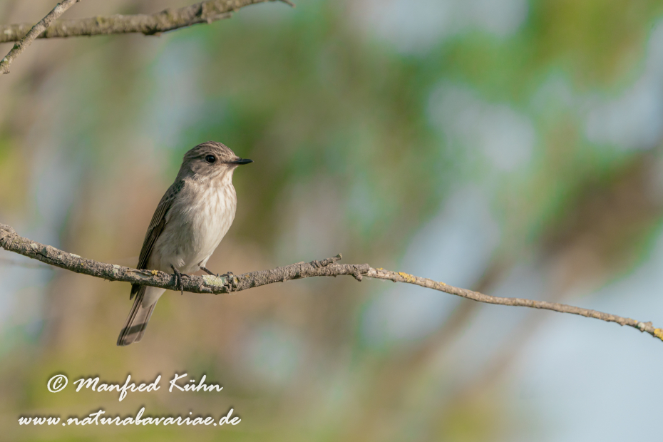 Fliegenschnäpper (Grauer)_0041