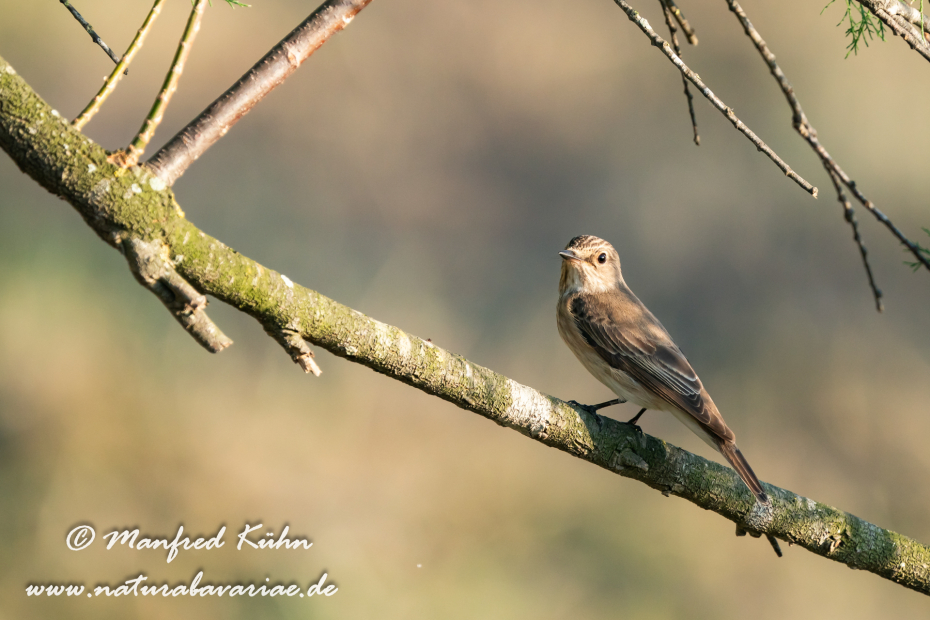 Fliegenschnäpper (Grauer)_0044