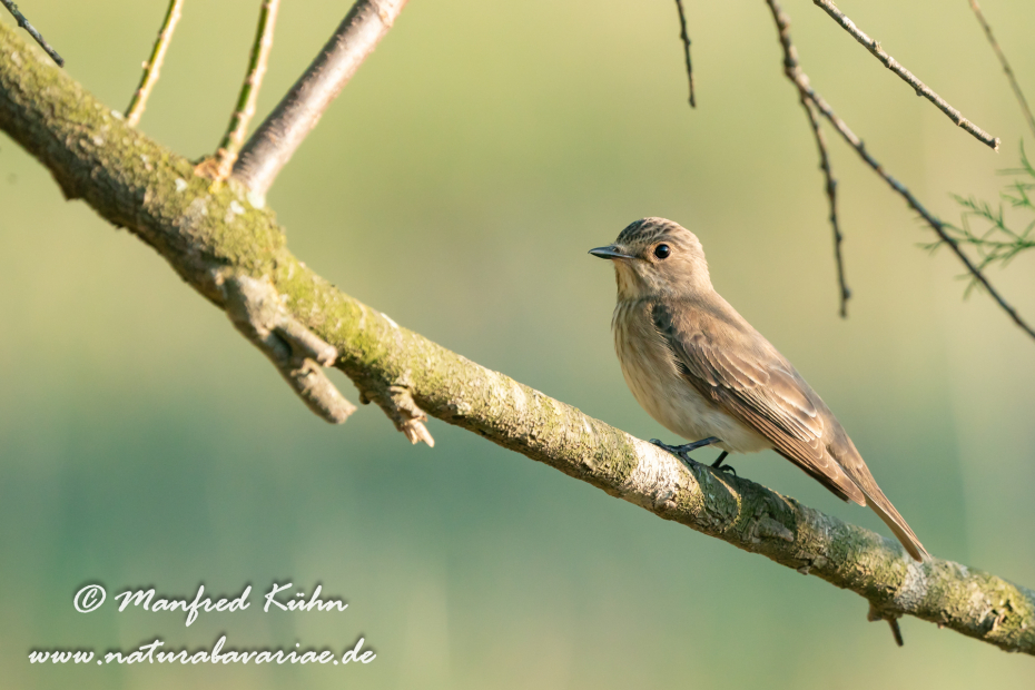 Fliegenschnäpper (Grauer)_0048