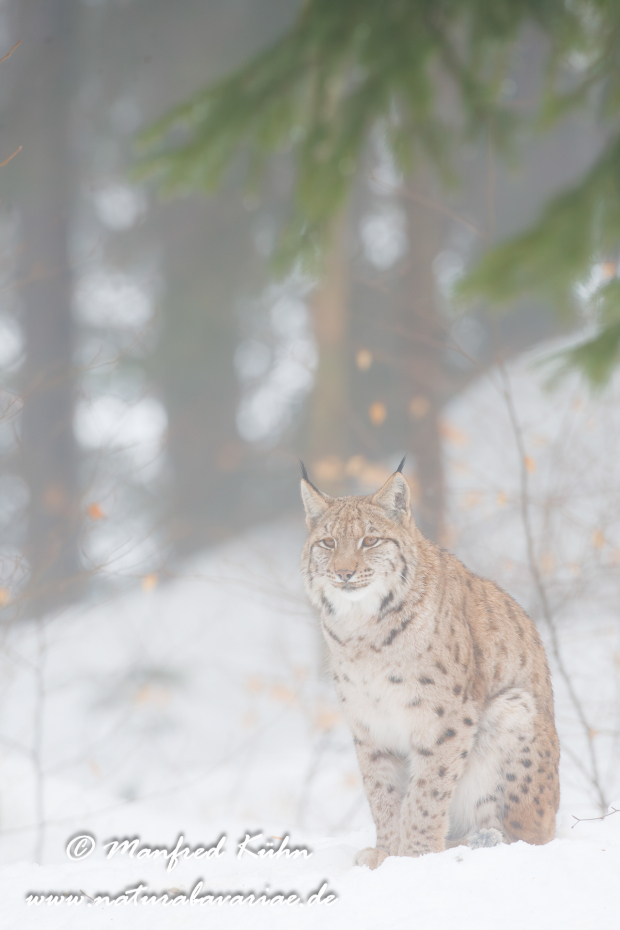 Luchs (Europäischer)_0002