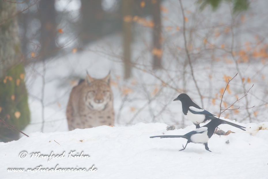 Luchs (Europäischer)_0005