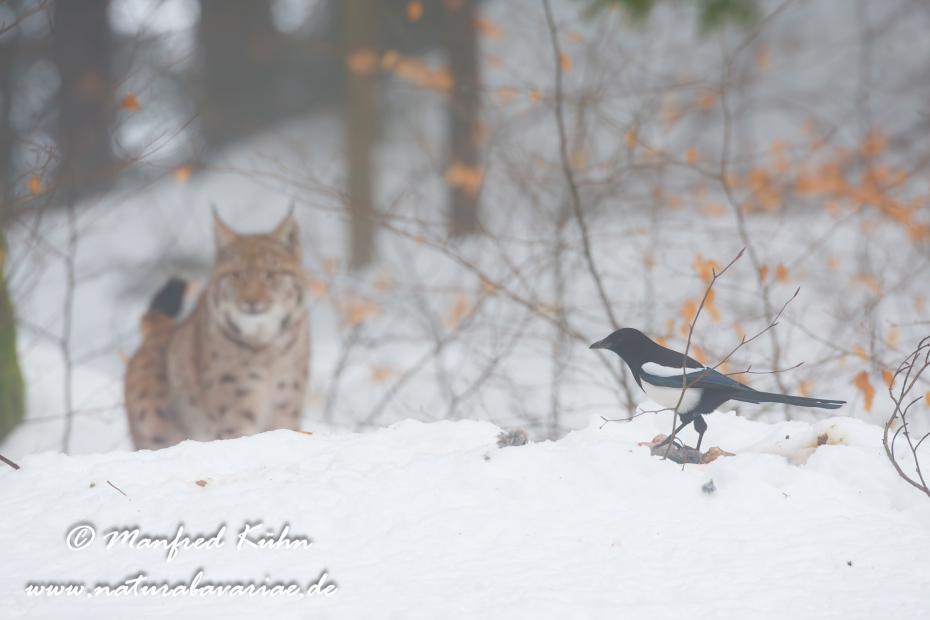 Luchs (Europäischer)_0007