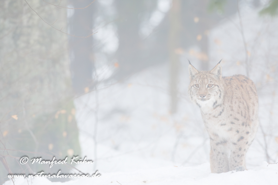Luchs (Europäischer)_0008