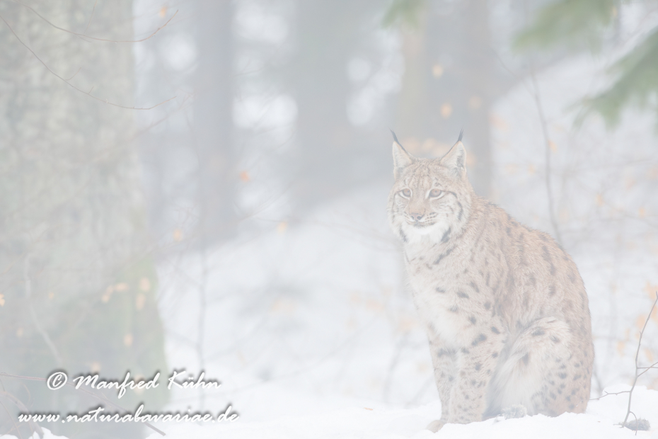 Luchs (Europäischer)_0010