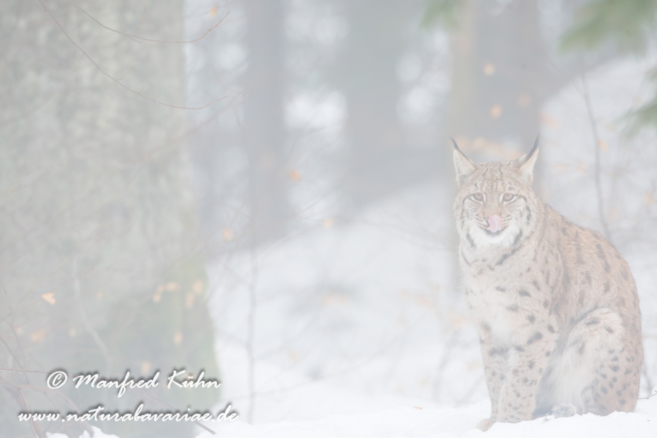 Luchs (Europäischer)_0012