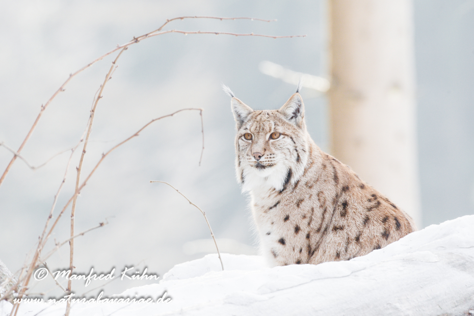 Luchs (Europäischer)_0017