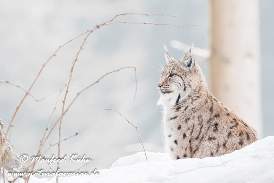 Luchs (Europäischer)_0018