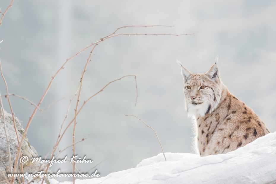 Luchs (Europäischer)_0021