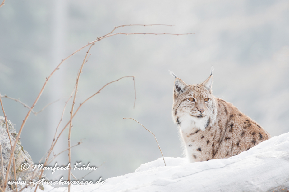 Luchs (Europäischer)_0022