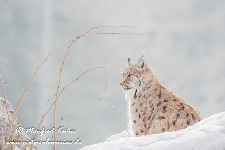 Luchs (Europäischer)_0024