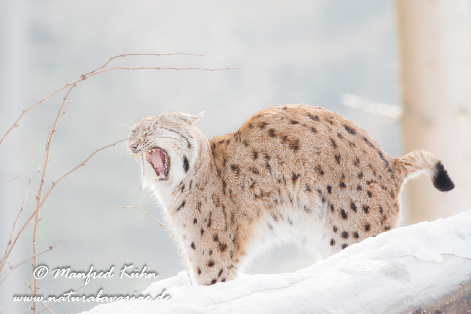 Luchs (Europäischer)_0025