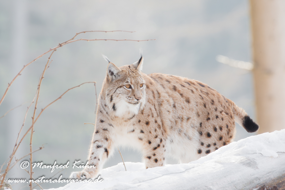 Luchs (Europäischer)_0028