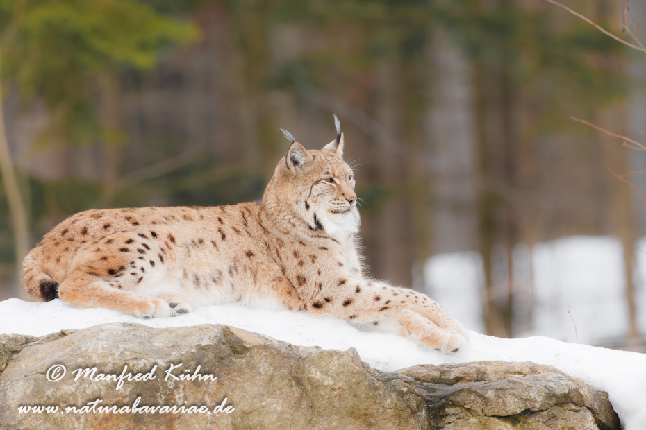 Luchs (Europäischer)_0042