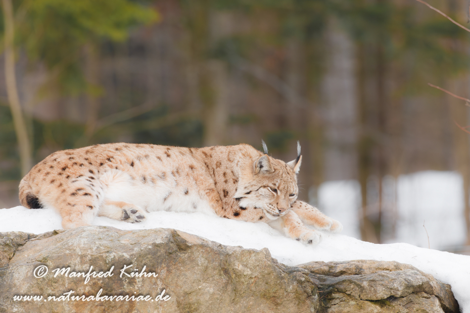 Luchs (Europäischer)_0044