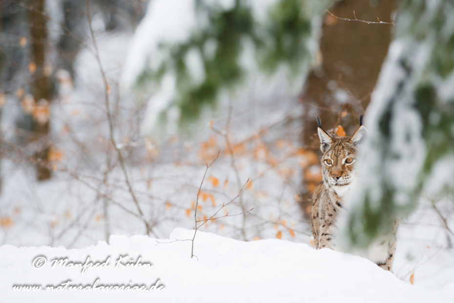 Luchs (Europäischer)_0060