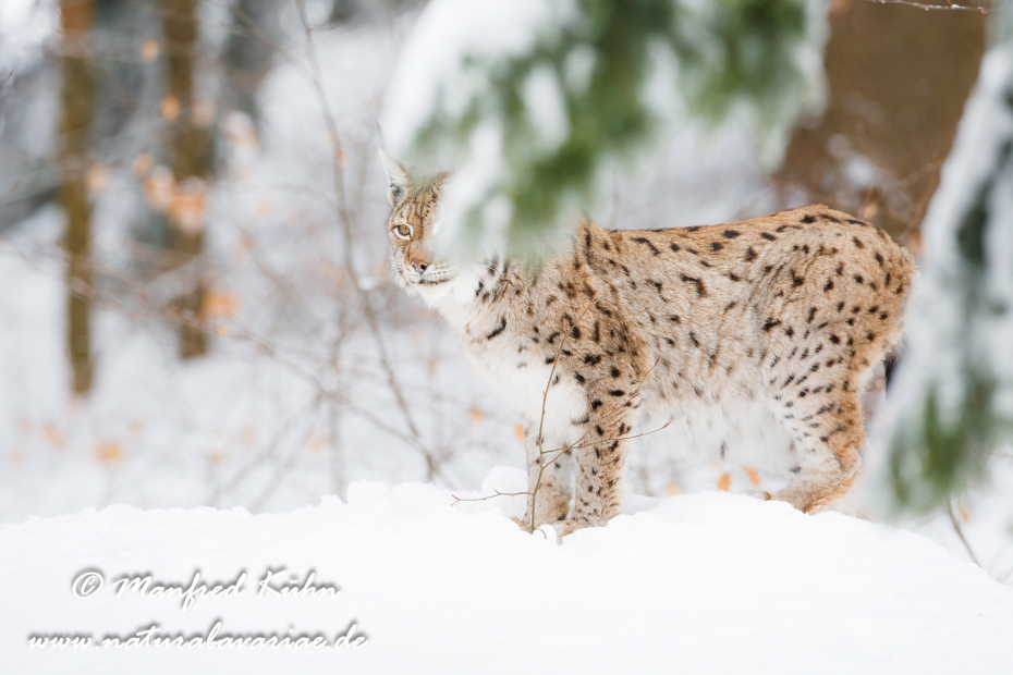 Luchs (Europäischer)_0061