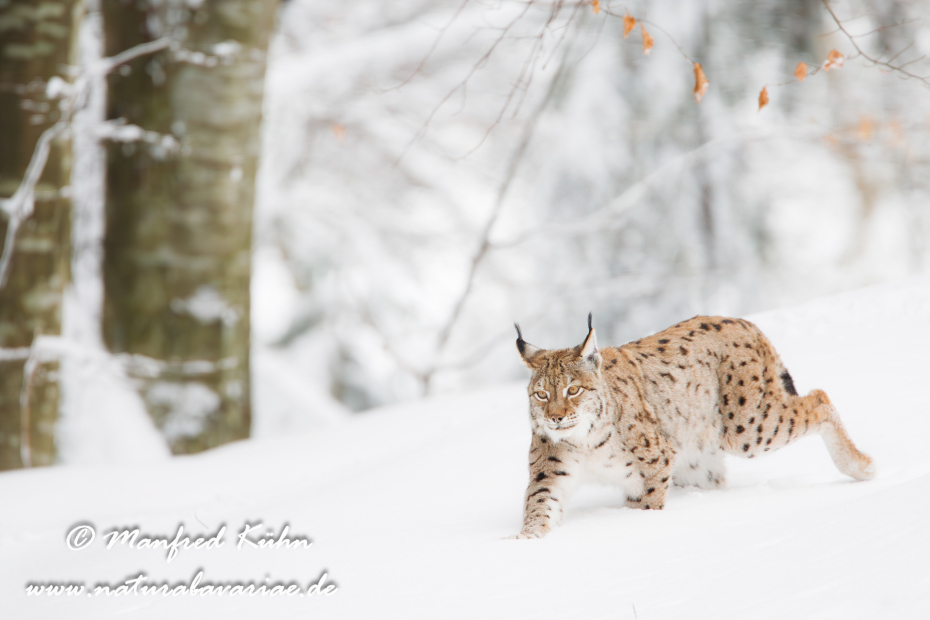 Luchs (Europäischer)_0063