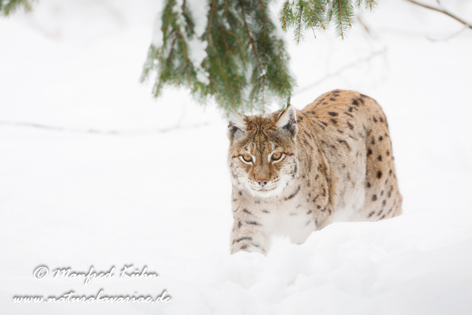 Luchs (Europäischer)_0064