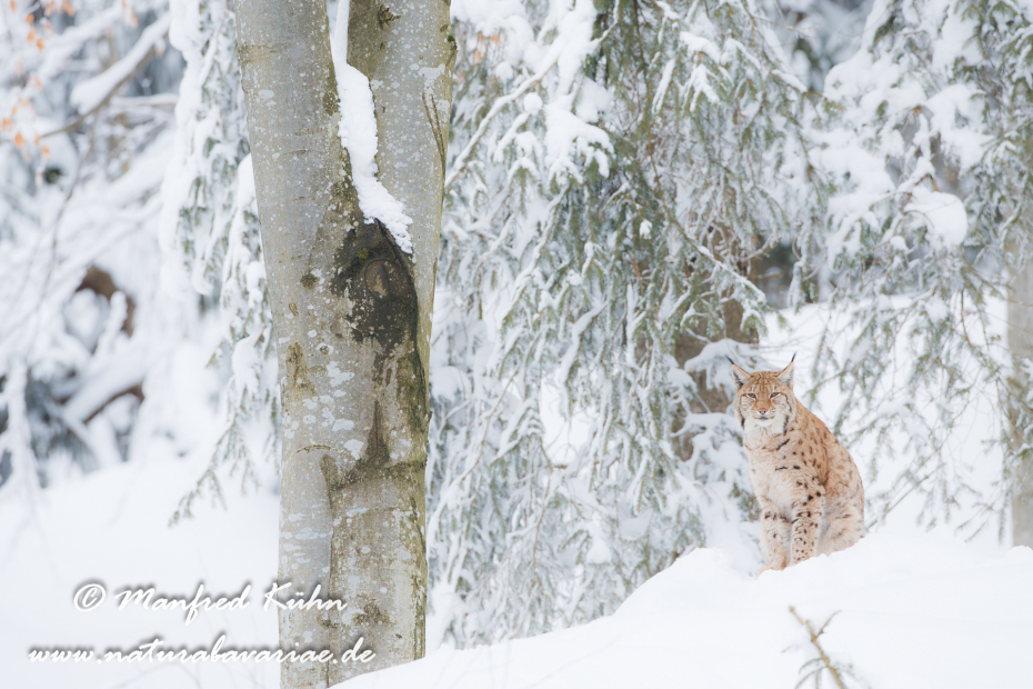 Luchs (Europäischer)_0065