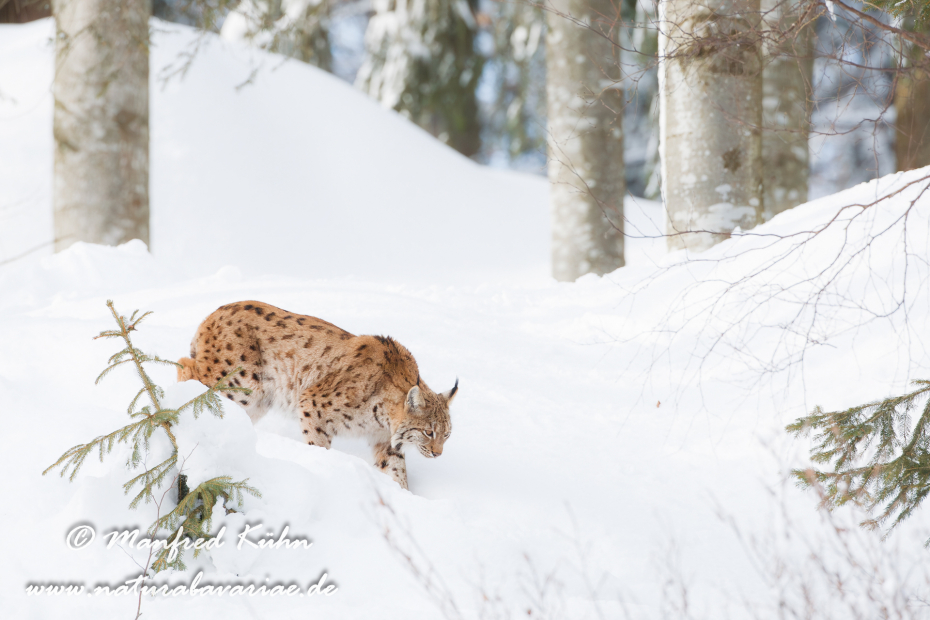 Luchs (Europäischer)_0066