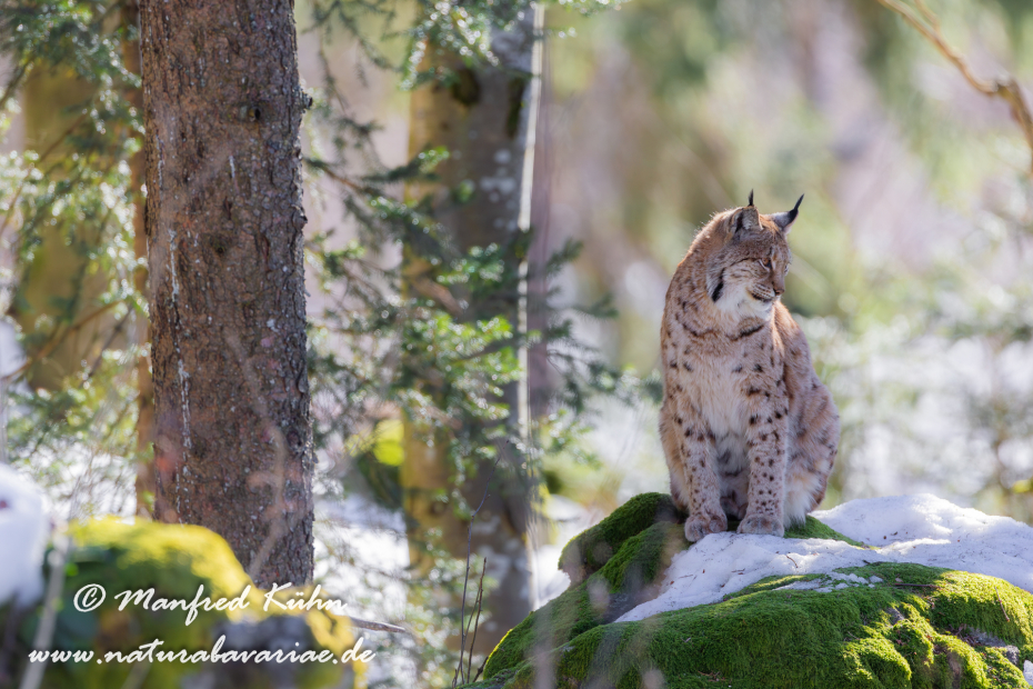 Luchs (Europäischer)_0070
