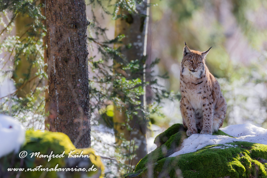 Luchs (Europäischer)_0071