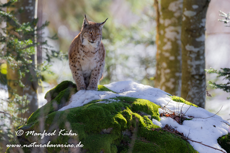 Luchs (Europäischer)_0072