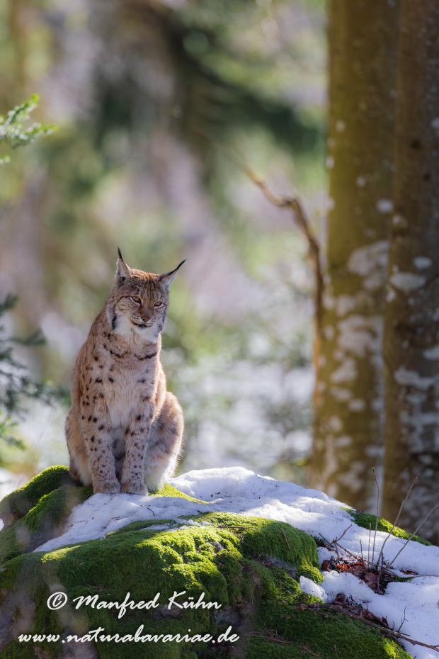 Luchs (Europäischer)_0075