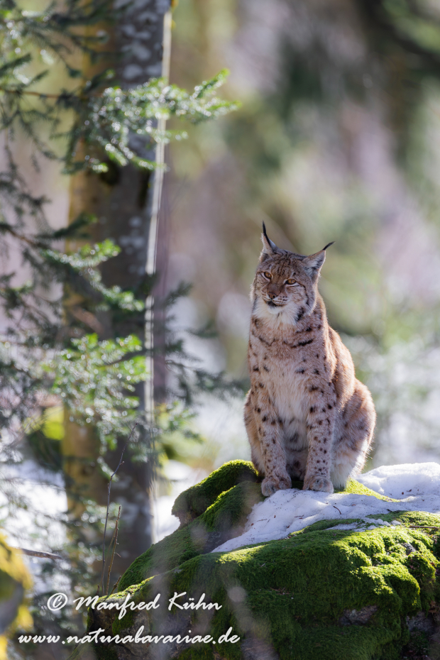 Luchs (Europäischer)_0077