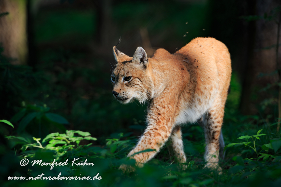 Luchs (Europäischer)_0127