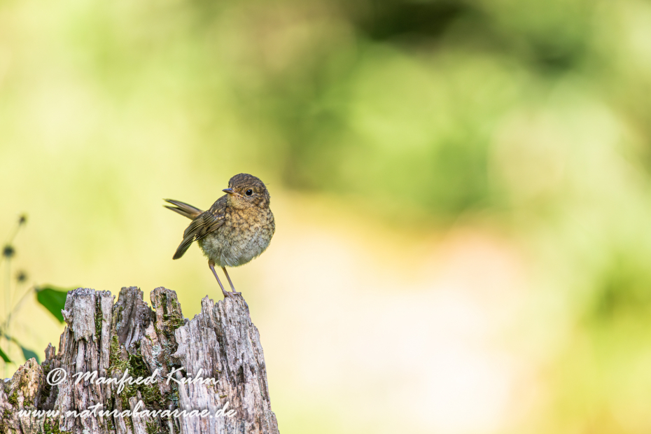 Rotkehlchen ()_0007