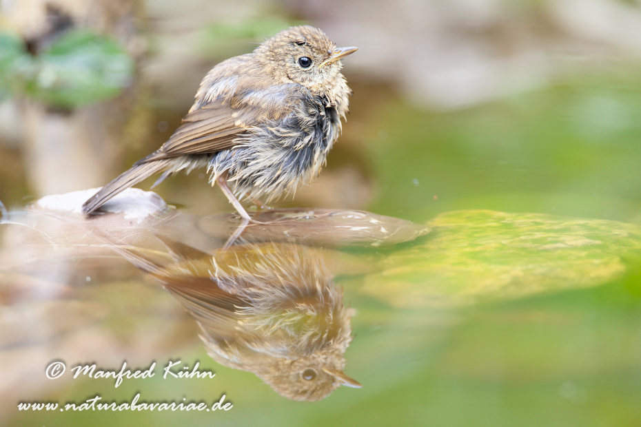 Rotkehlchen ()_0013