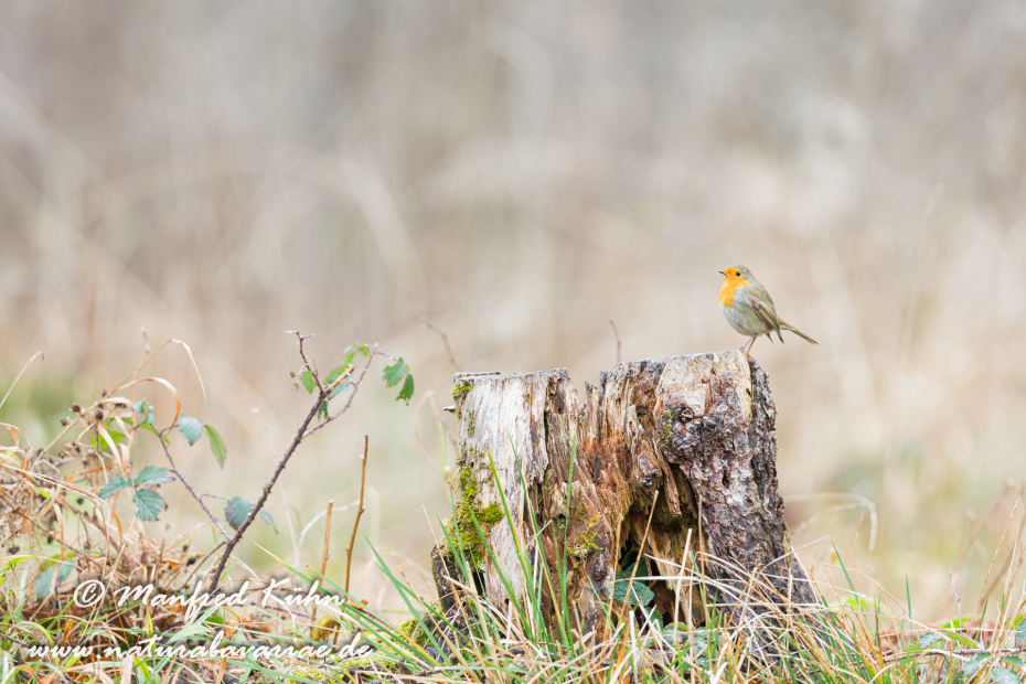 Rotkehlchen ()_0023