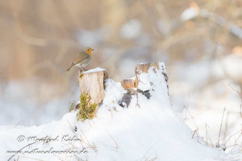 Rotkehlchen ()_0024