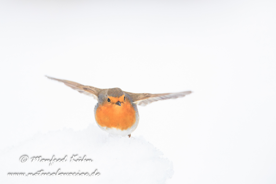 Rotkehlchen ()_0033