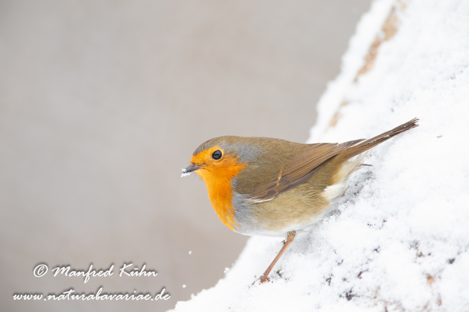 Rotkehlchen ()_0036