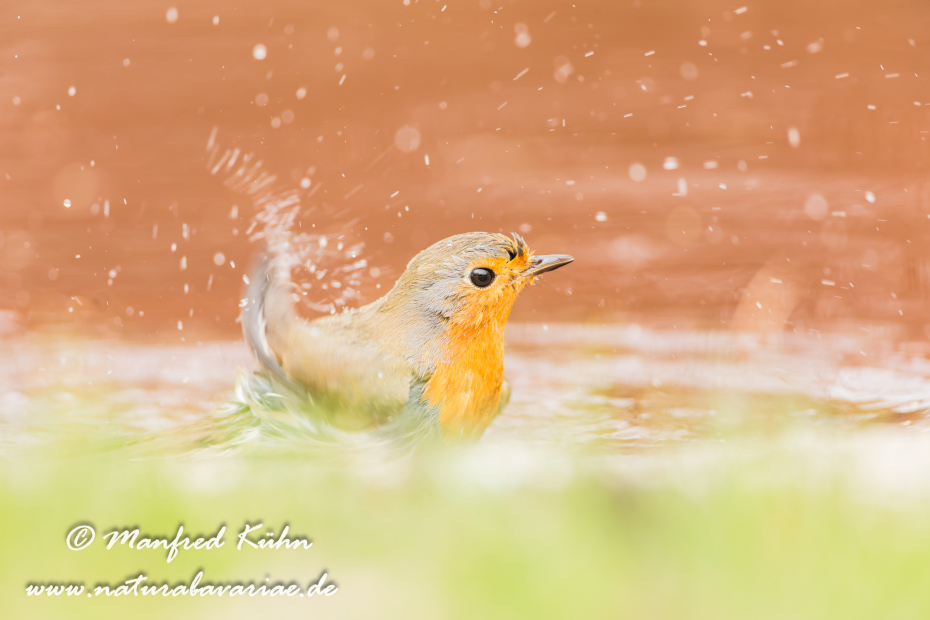 Rotkehlchen ()_0044