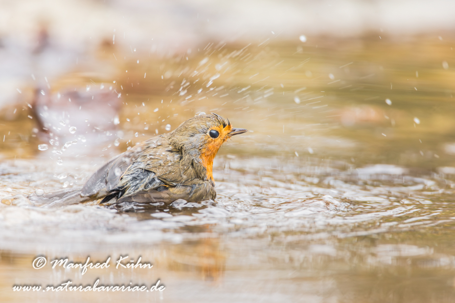 Rotkehlchen ()_0048