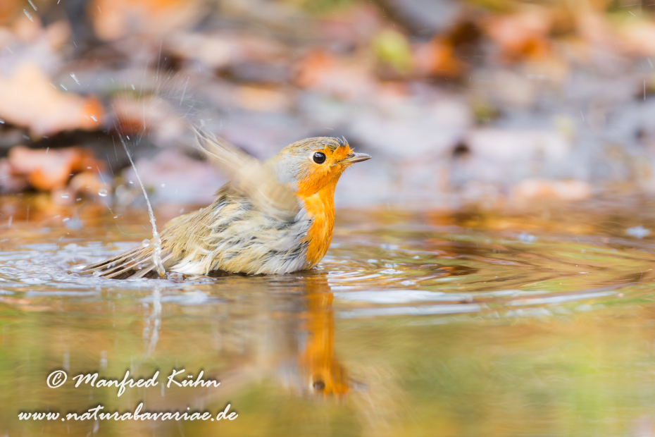 Rotkehlchen ()_0050