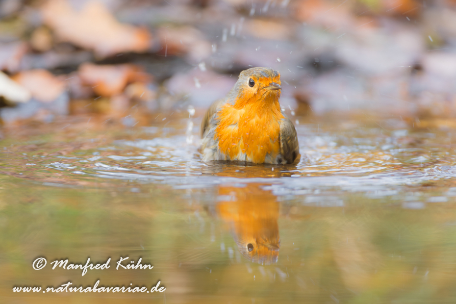 Rotkehlchen ()_0051