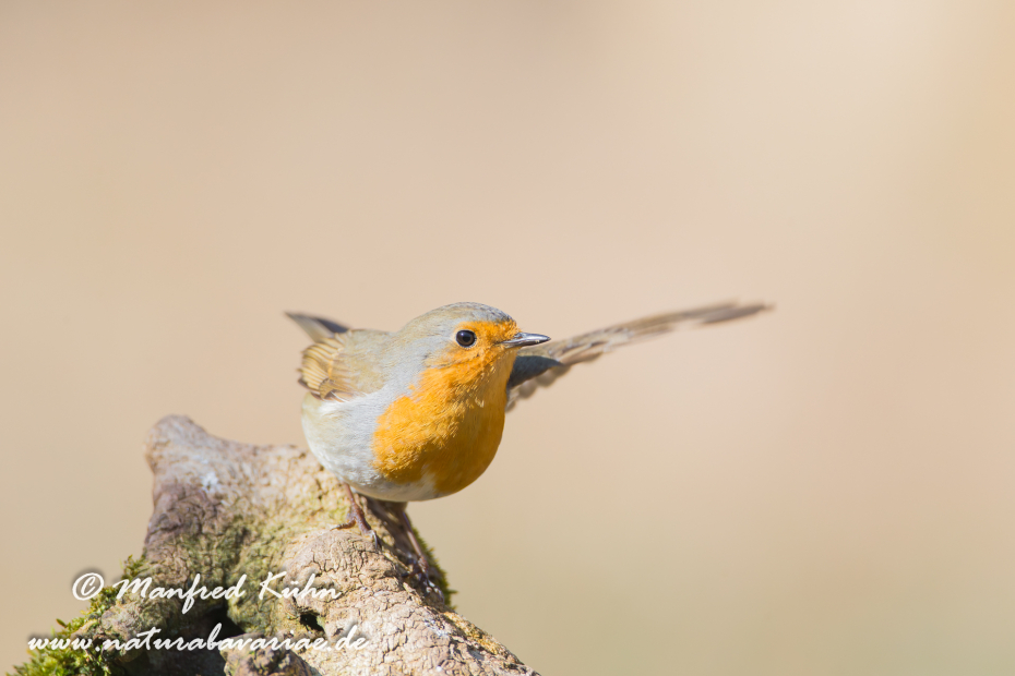 Rotkehlchen ()_0059
