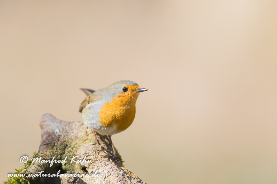 Rotkehlchen ()_0060