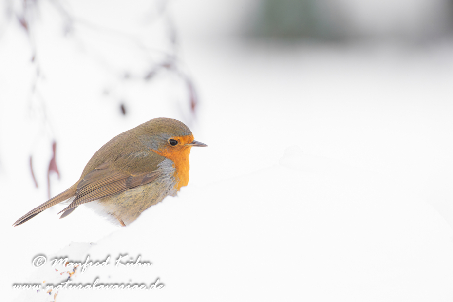 Rotkehlchen ()_0077