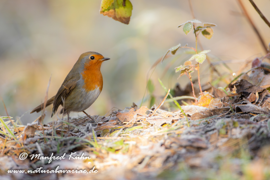 Rotkehlchen ()_0082
