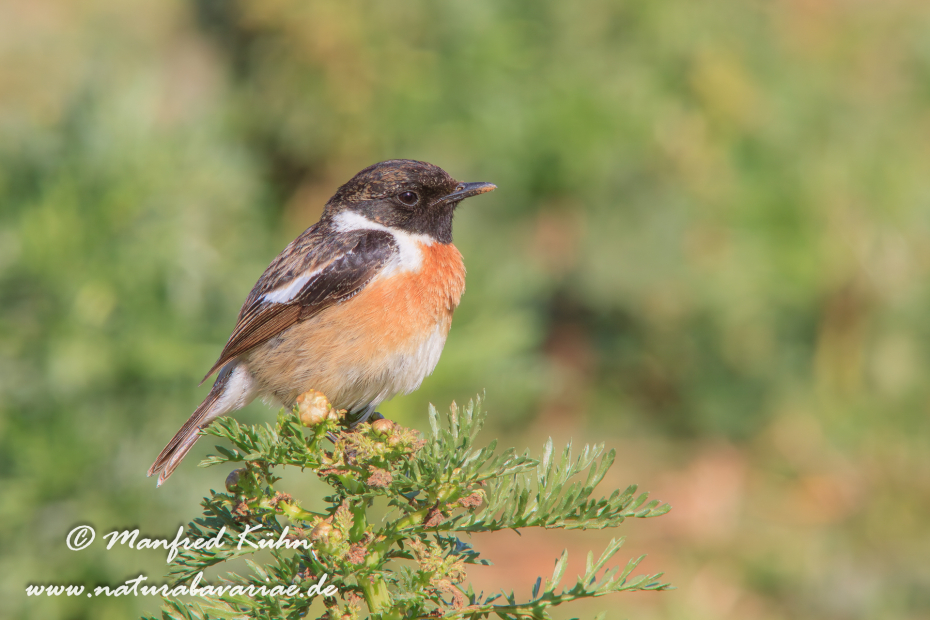 Schwarzkehlchen ()_0008